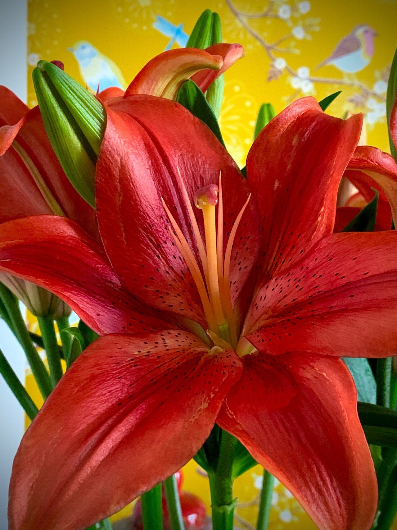 一花一世界 红宝石百合