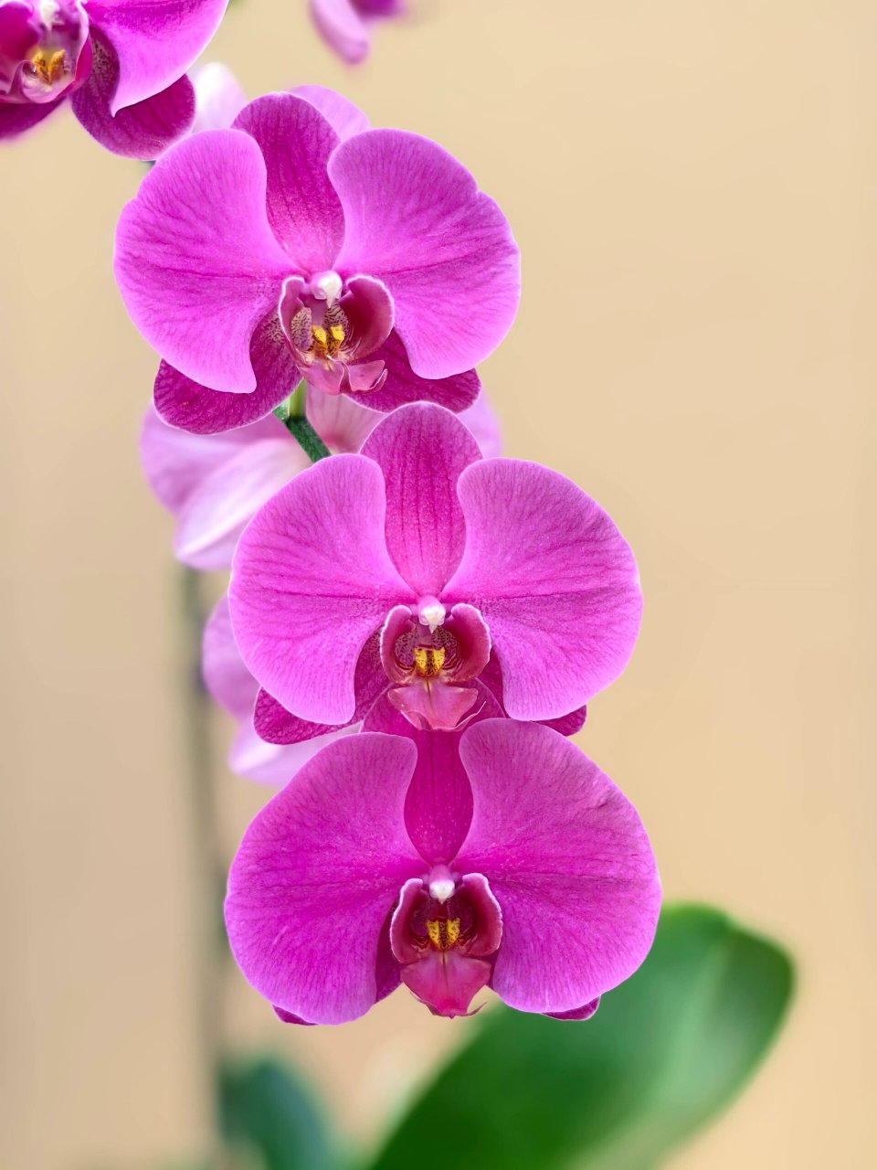 大辣椒蝴蝶兰太美了