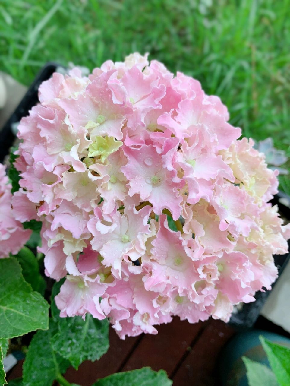 "可爱玉米烫"——细高跟 大花绣球 经典波浪花边绣球～ 说到波浪边的