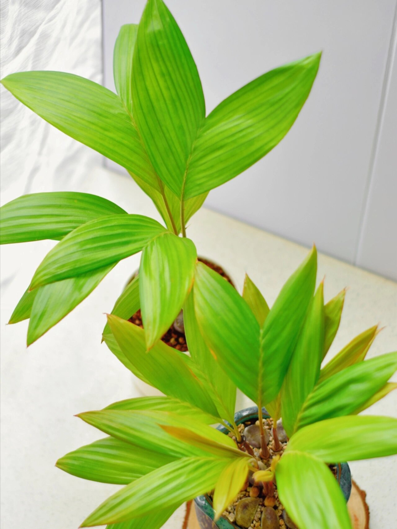 第一次吃蛇皮果,用种子种出美人鱼尾巴 一直都知道蛇皮果,然而一直都