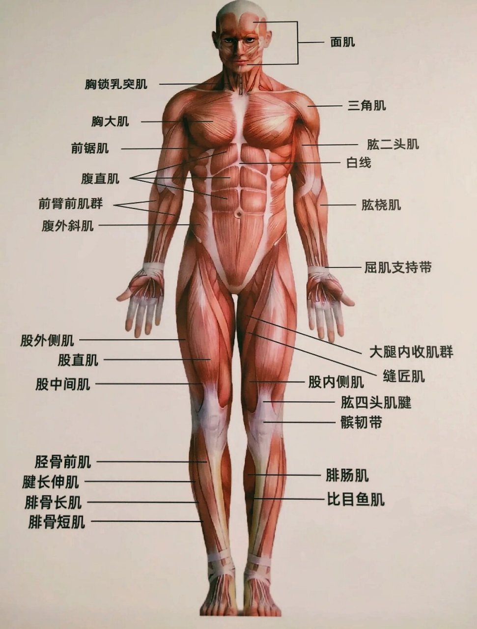 胸大肌解剖图解图片