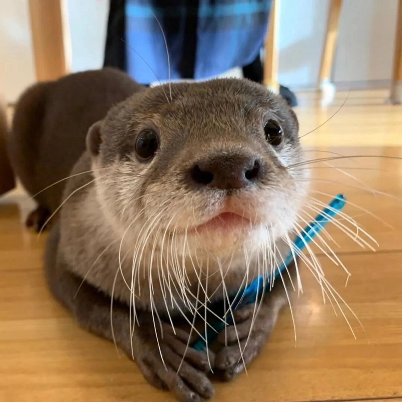 水獭头像 太可爱了 水獭头像哦