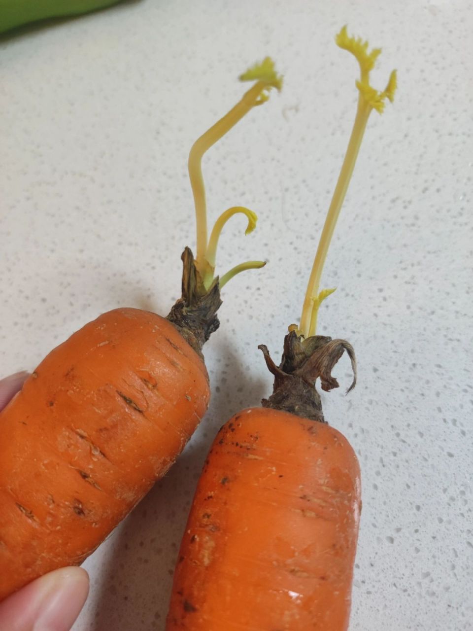 发芽的胡萝卜还能吃吗?