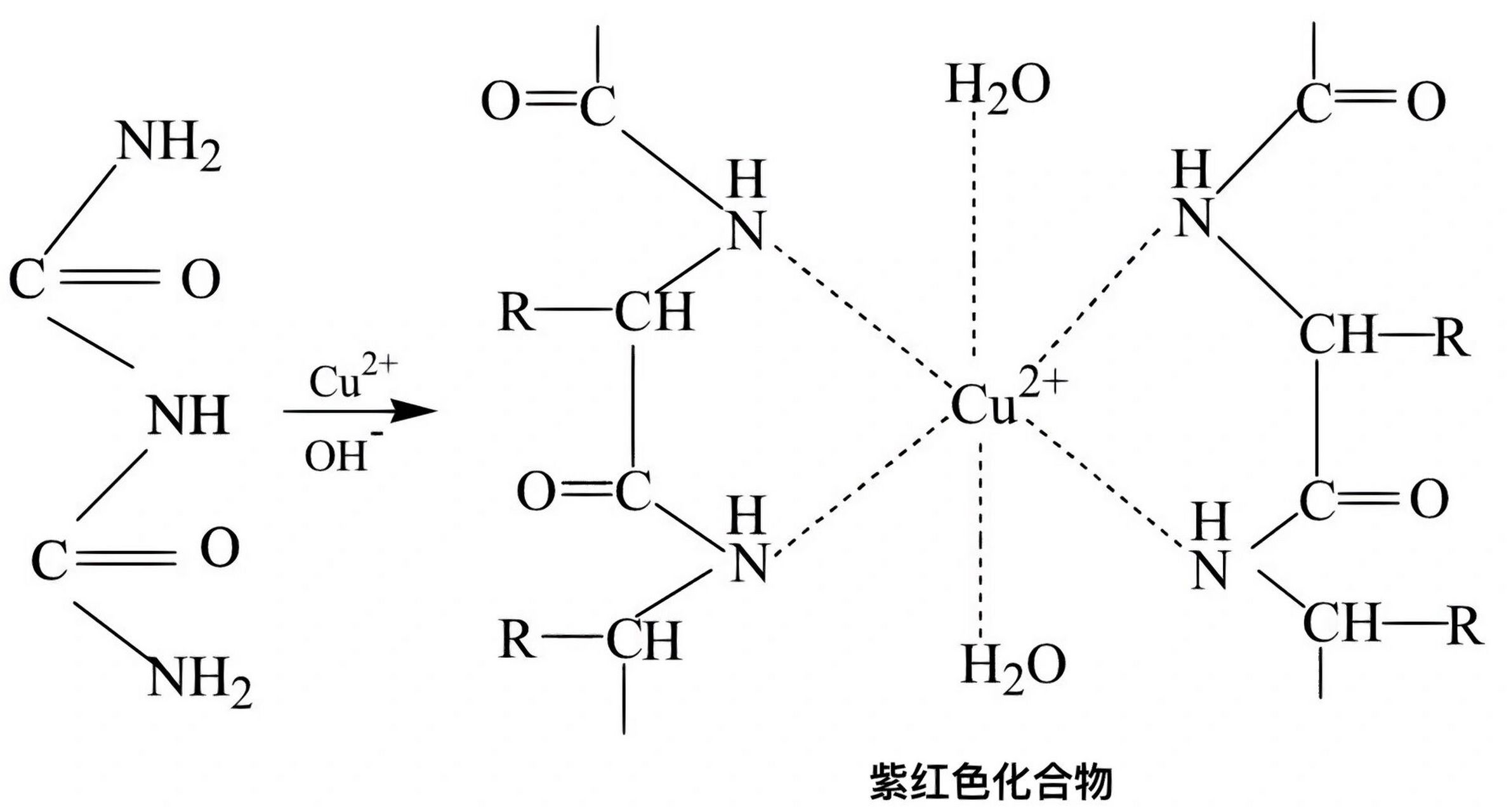 152-双缩脲反应原理 必修一有机物鉴定中涉及到了双缩脲试剂检测蛋白