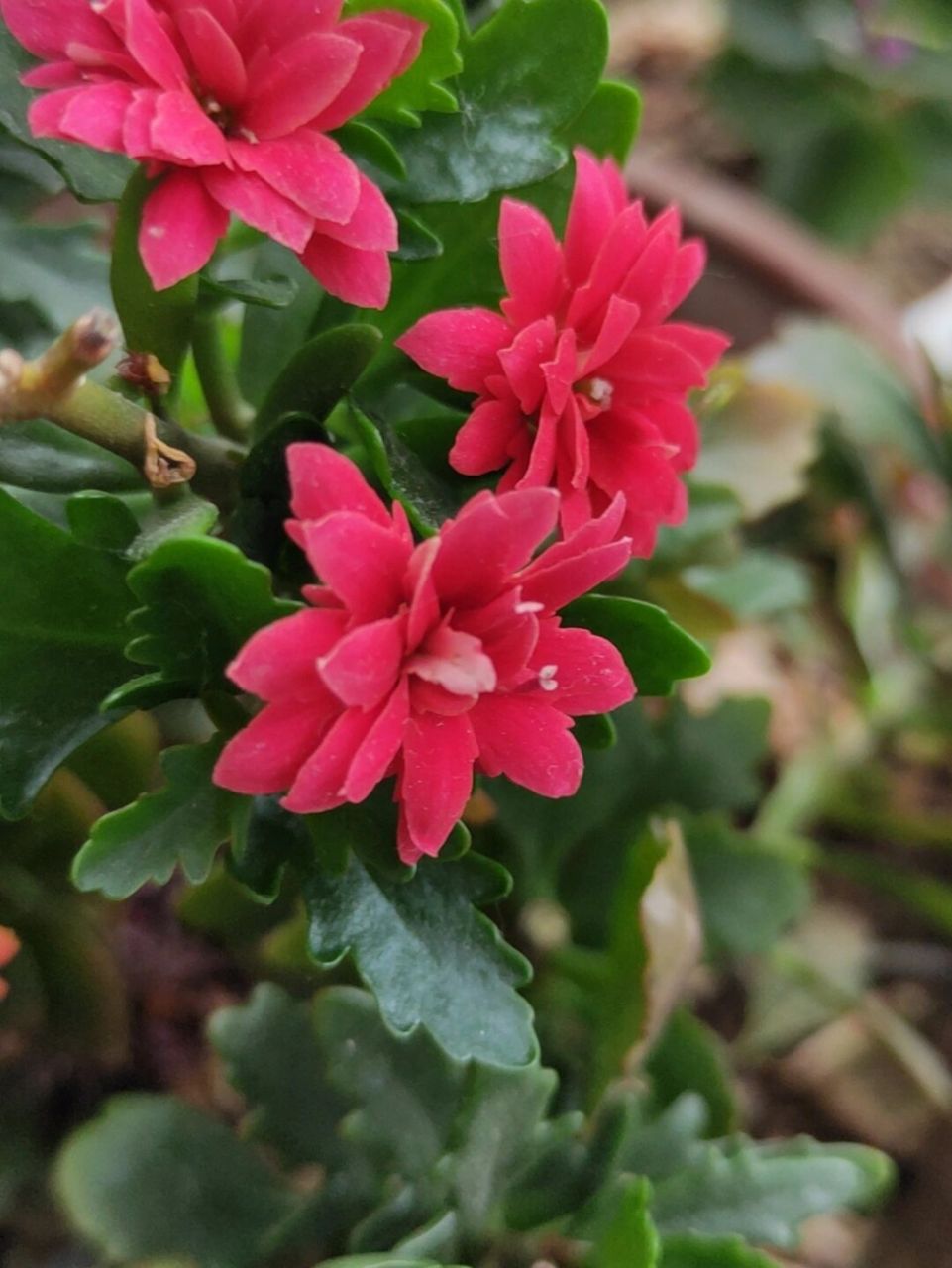 长寿花红狐狸 1234是红狐狸567是火狐狸89是红宝石,刚买的红狐狸怎么