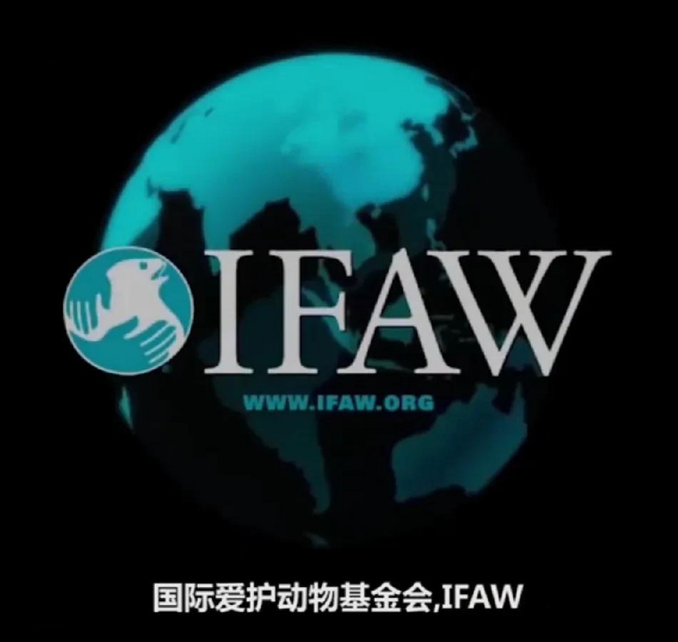 国际爱护动物基金会(ifaw)创立于1969年