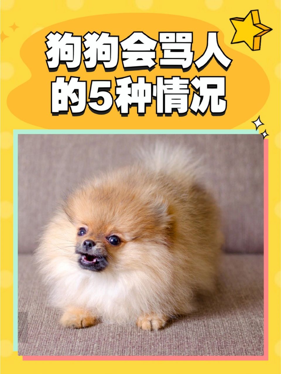 狗狗会骂人的5种情况 16615到点了你还不遛狗.