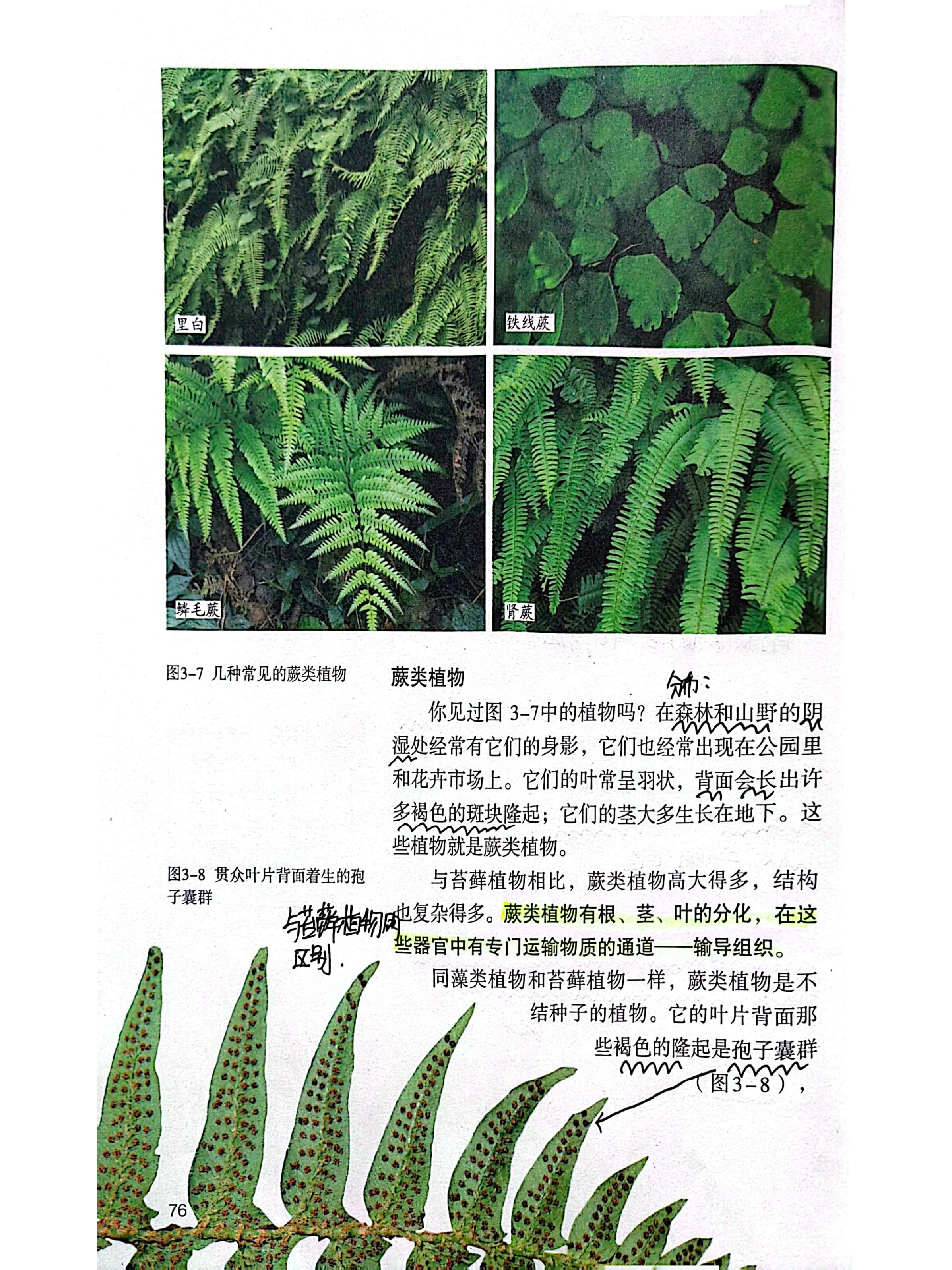 藻类植物图片及介绍图片