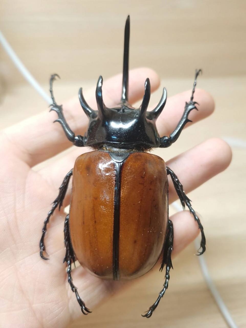 泰国9593五角大兜虫 82(78图为泰国产9593合法非保护物种