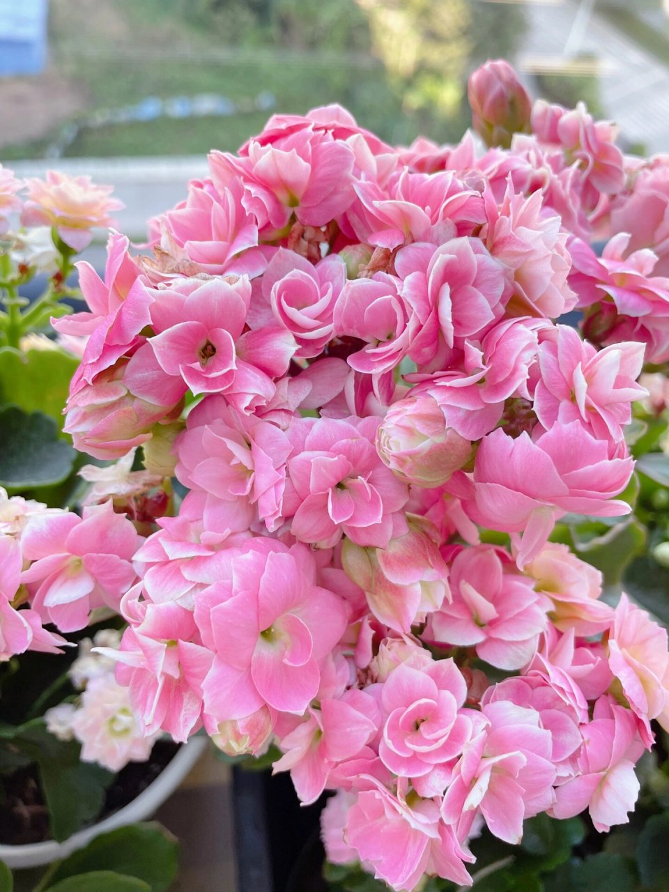 长寿花-奶油慕斯(又名维罗纳,维纳斯) 继连续下雨10多天后的奶油慕斯