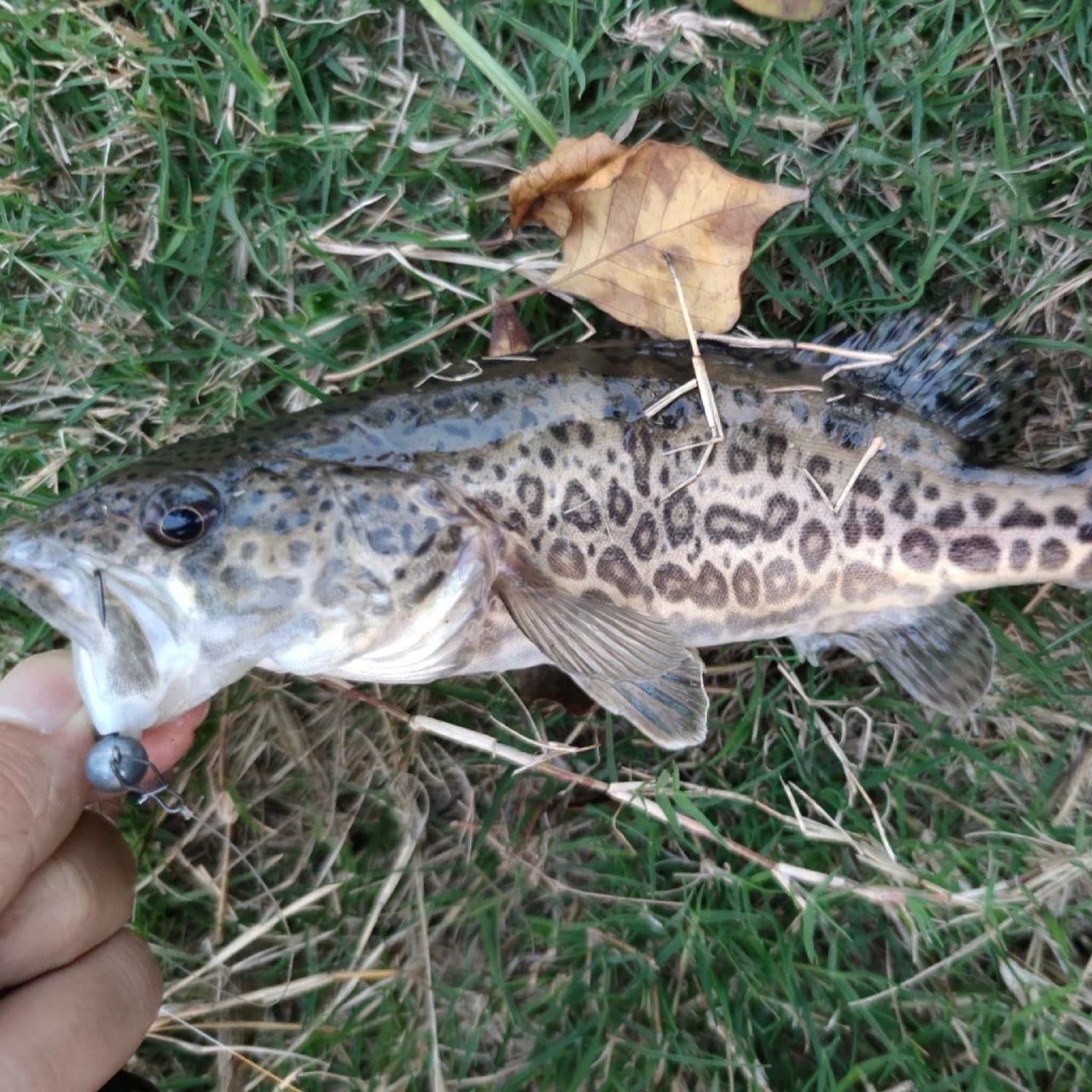 稀奇物种～斑鳜 底潮,缓慢走水,用软饵跳结构,都