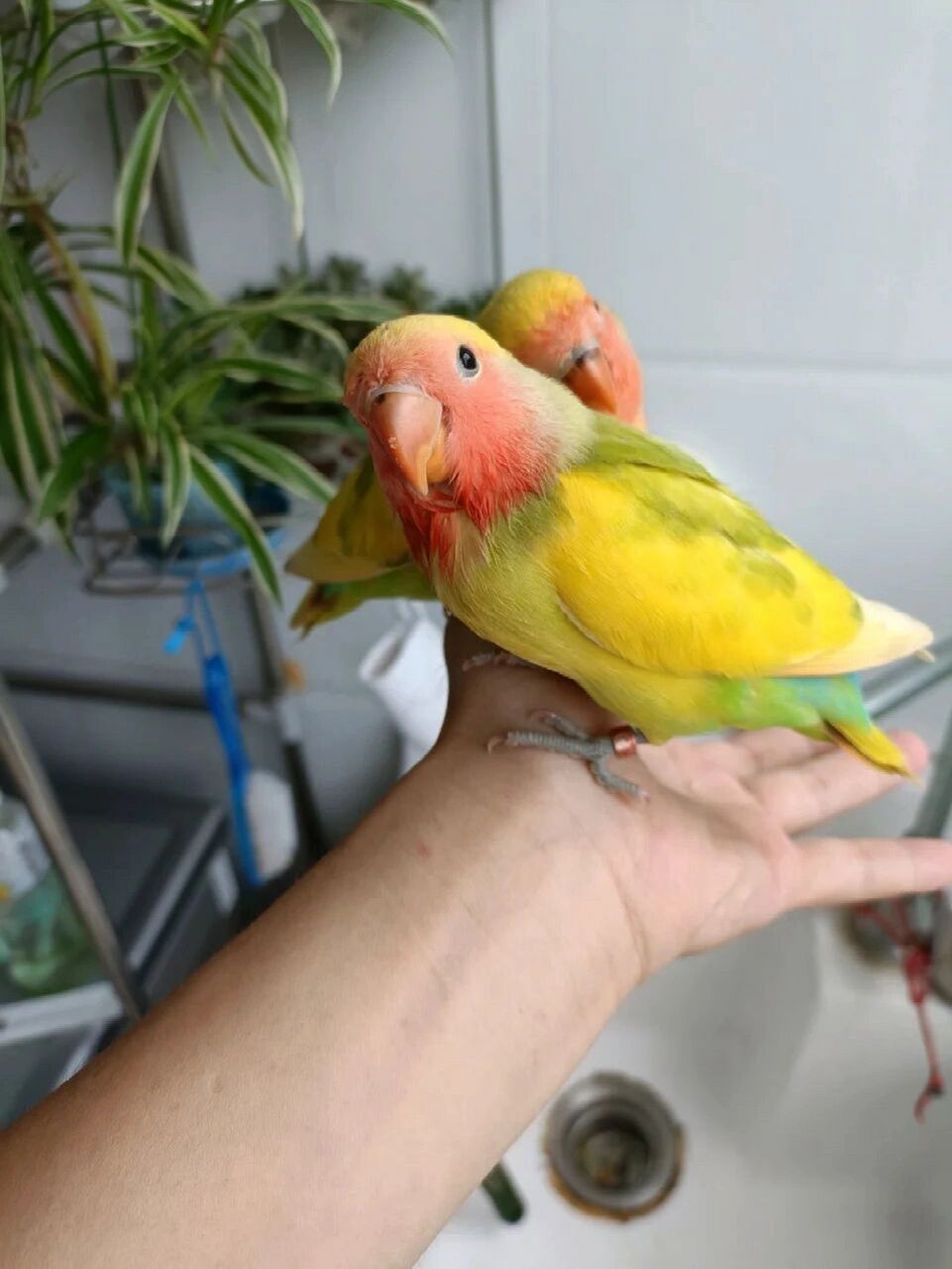 牡丹鹦鹉品种介绍(红面花桃) 红面花桃牡丹鹦鹉 图片依次高趴红面花桃