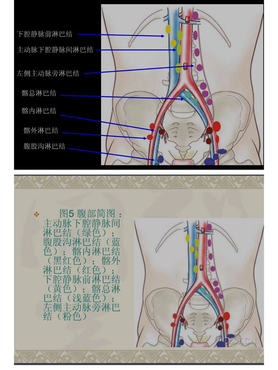 淋巴结结构简图图片