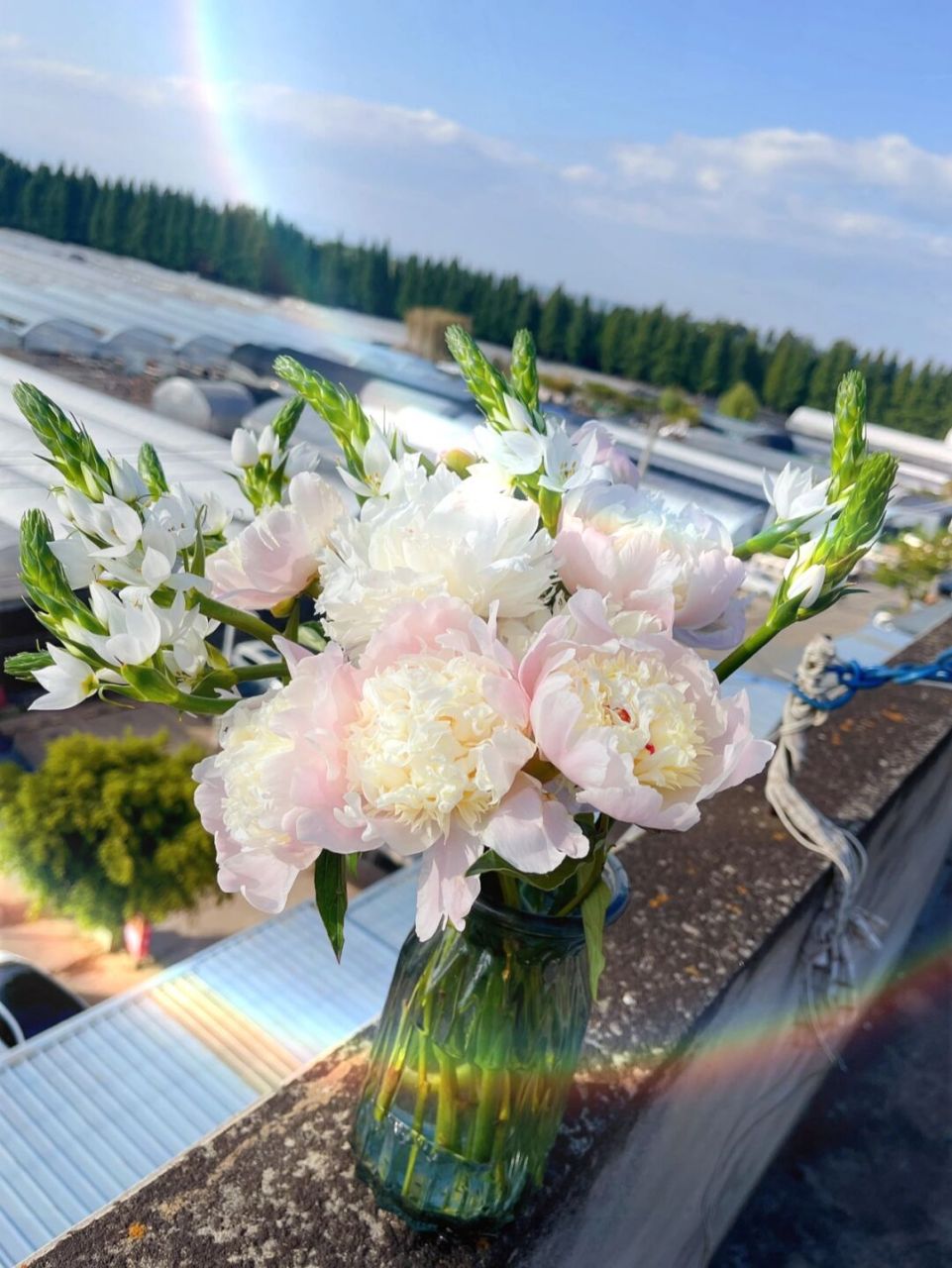 每日识花day5雀梅又名"海葱""圣心百合"    93雀梅是虎眼万年青科的