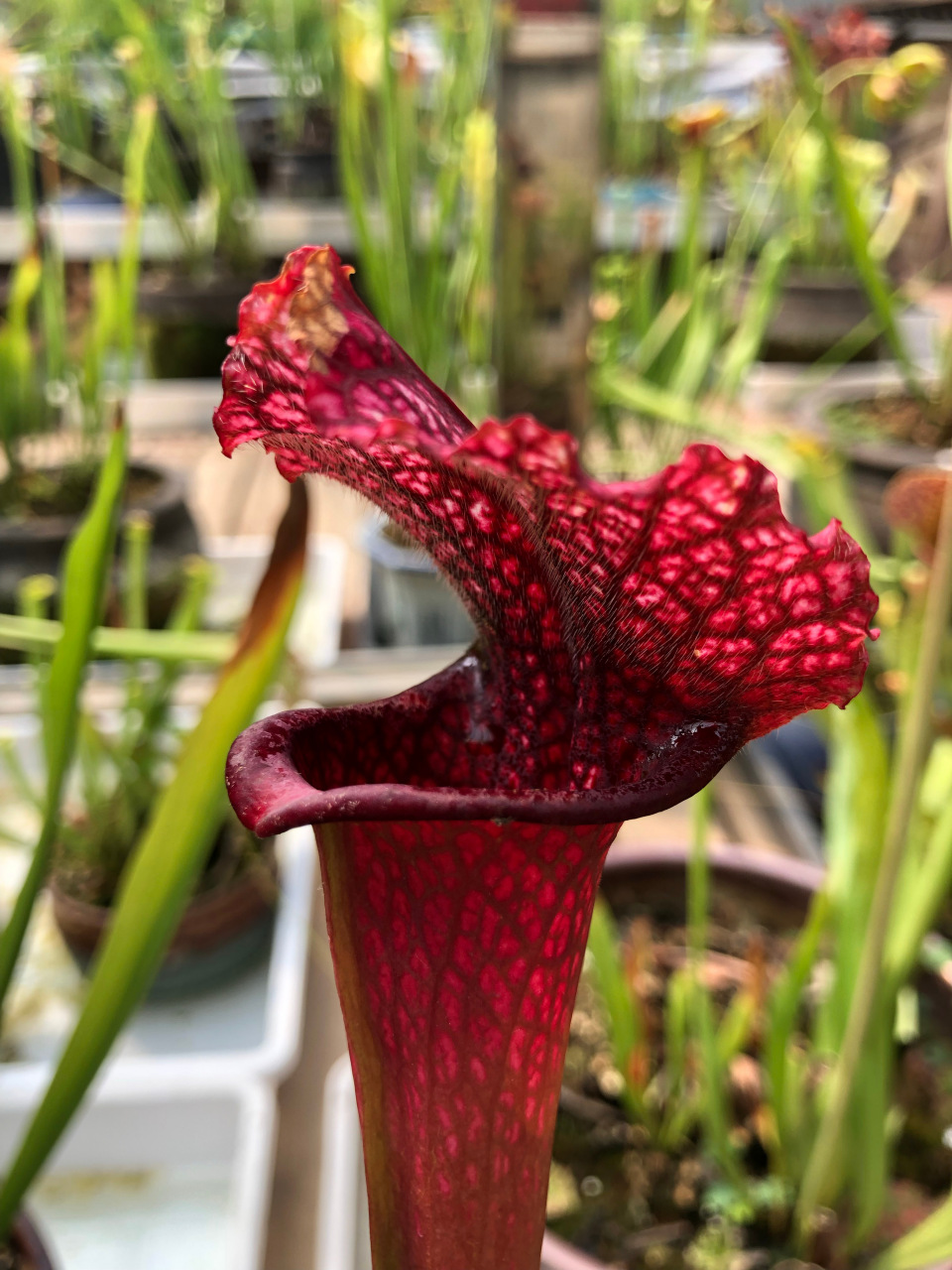 食虫植物##植物##随手拍##周末愉快# 红舌瓶子草  这颜色也太鲜艳啦