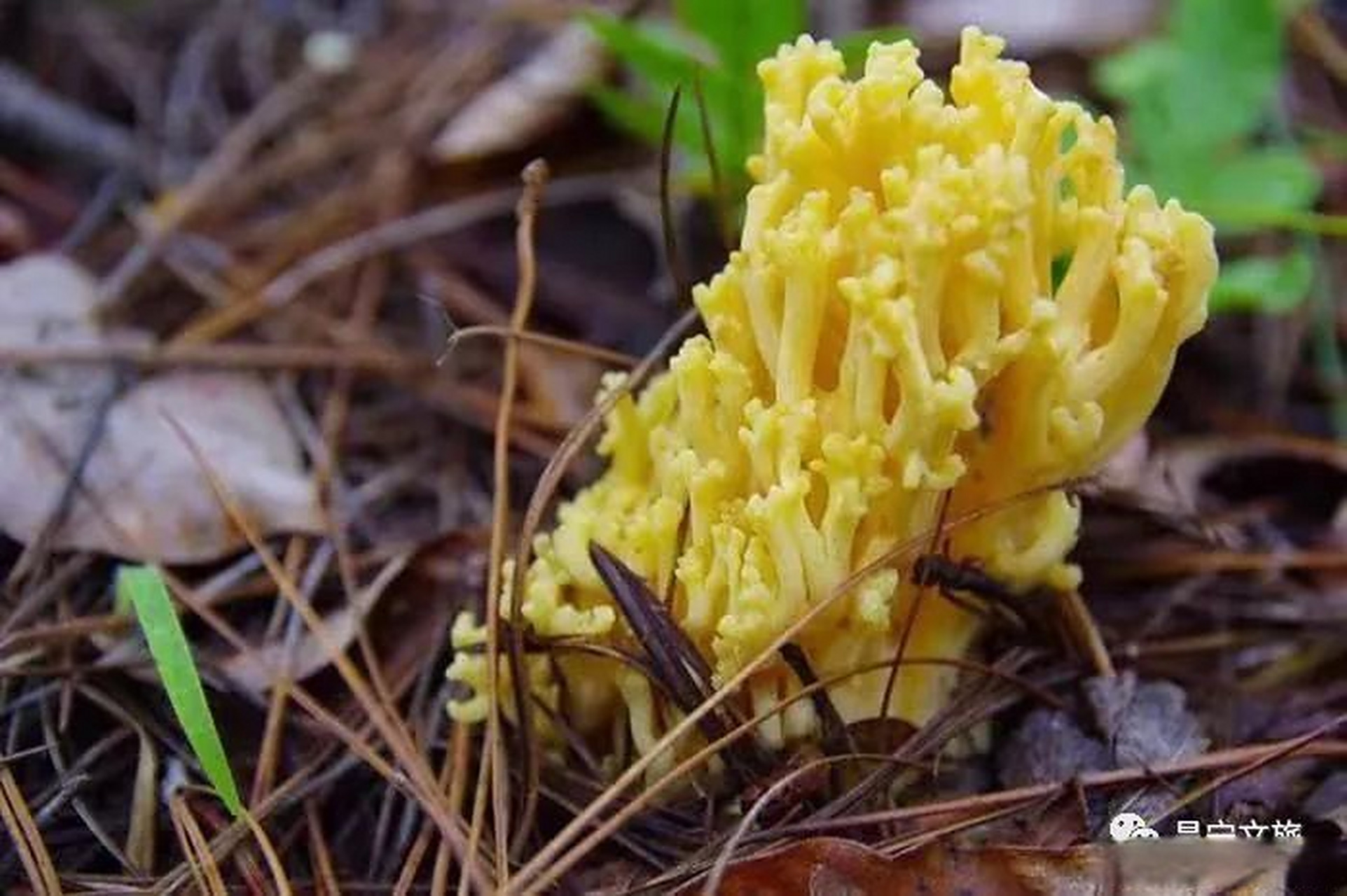 刷 把 菌.因形如刷把而得名,又名珊瑚菌,该菌体形俊俏,色泽秀美.