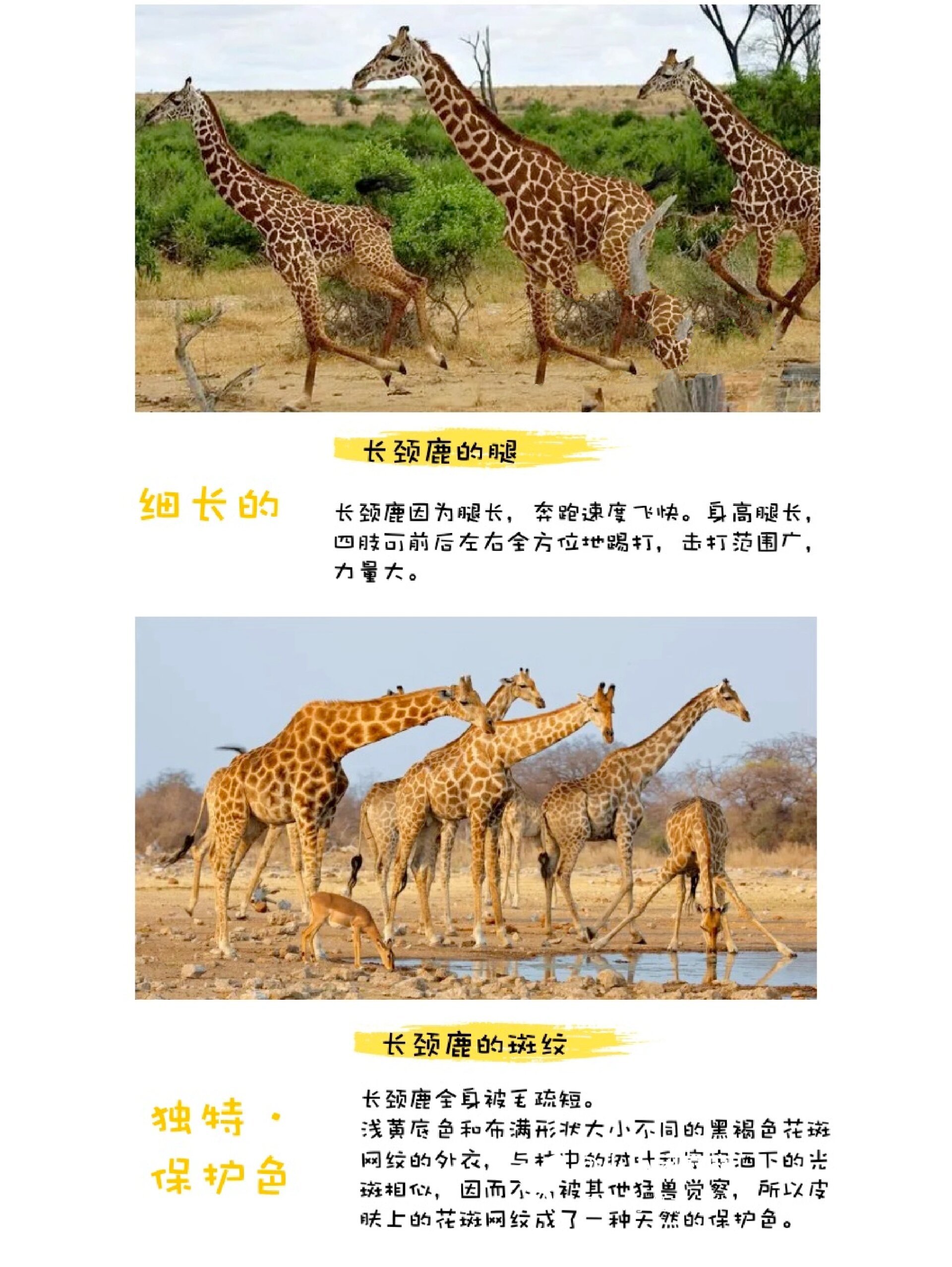 🦒长颈鹿科普知识❗身体结构,特征,拓展