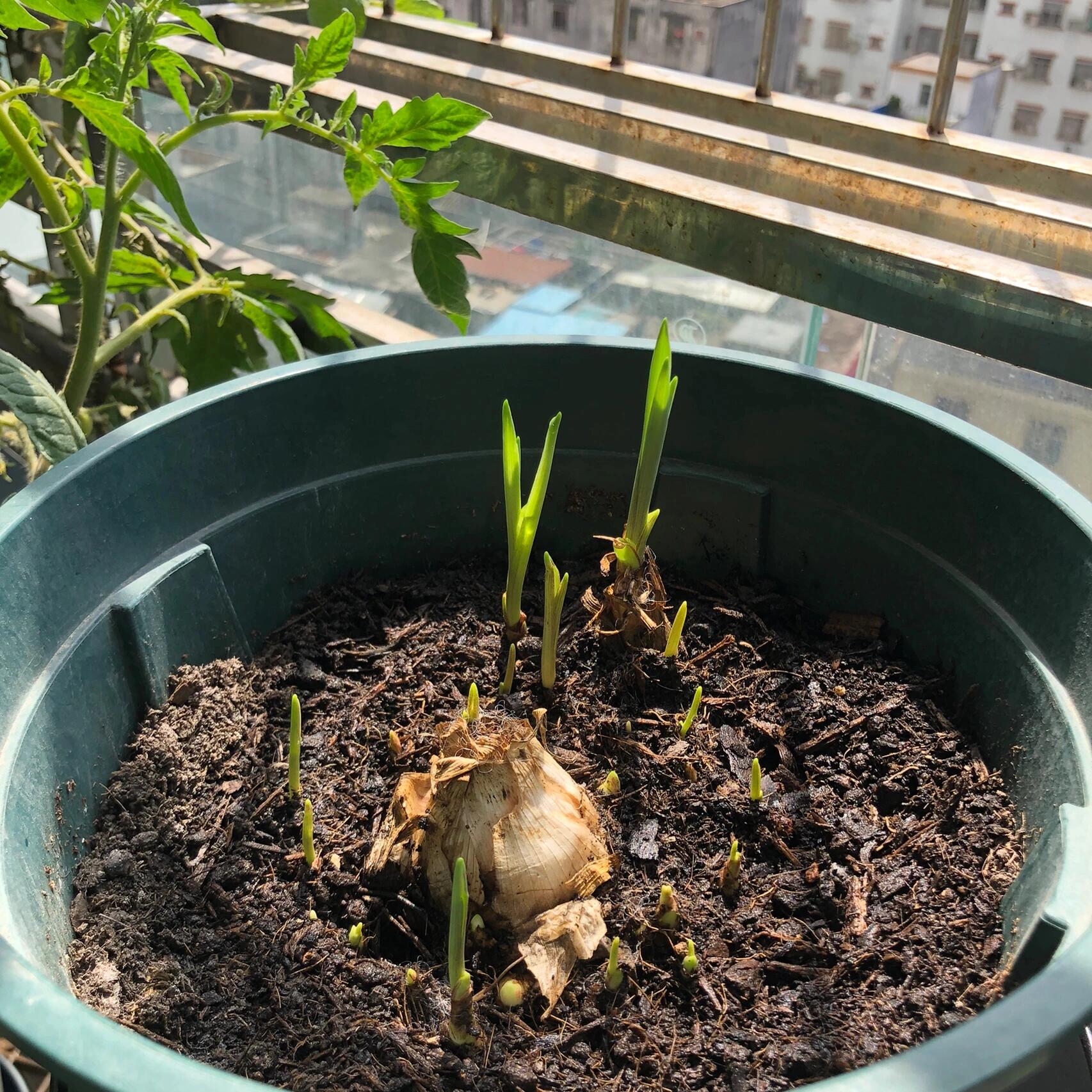 种了一个多月的晚香玉终于全部发芽了 更新更新! 暴风式成长中!