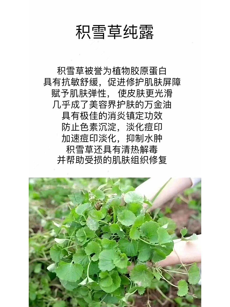 积雪草纯露对于身体的功效与作用有很多种    不仅对身体有一定的药用