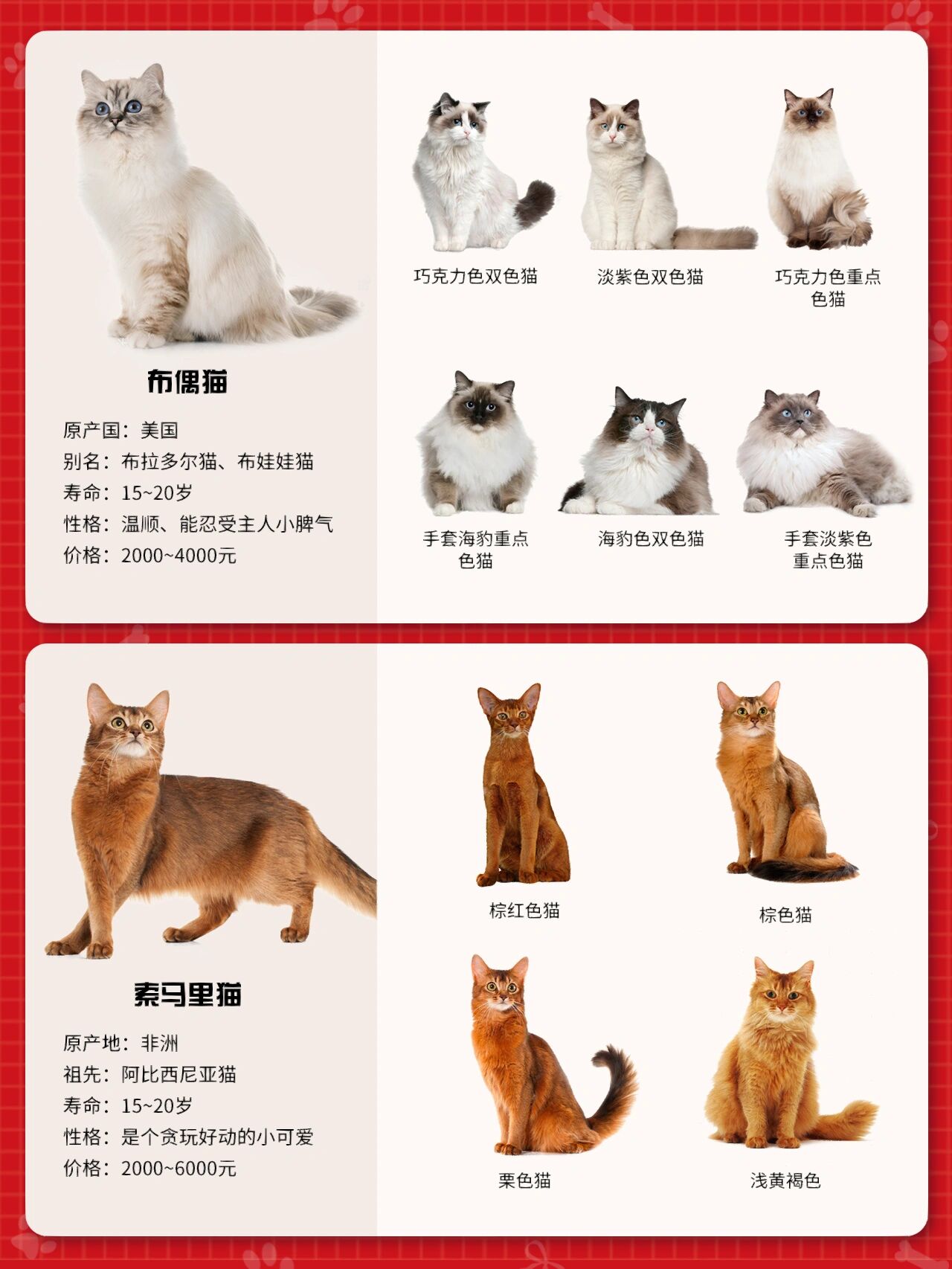 长毛猫品种大全 名字图片