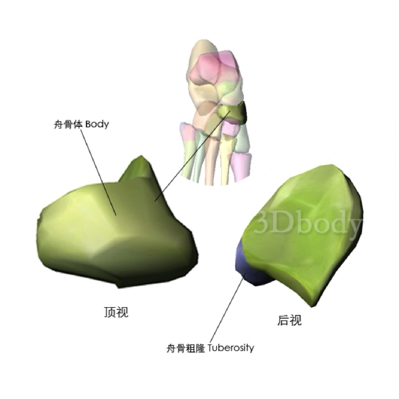 足舟骨解剖图片