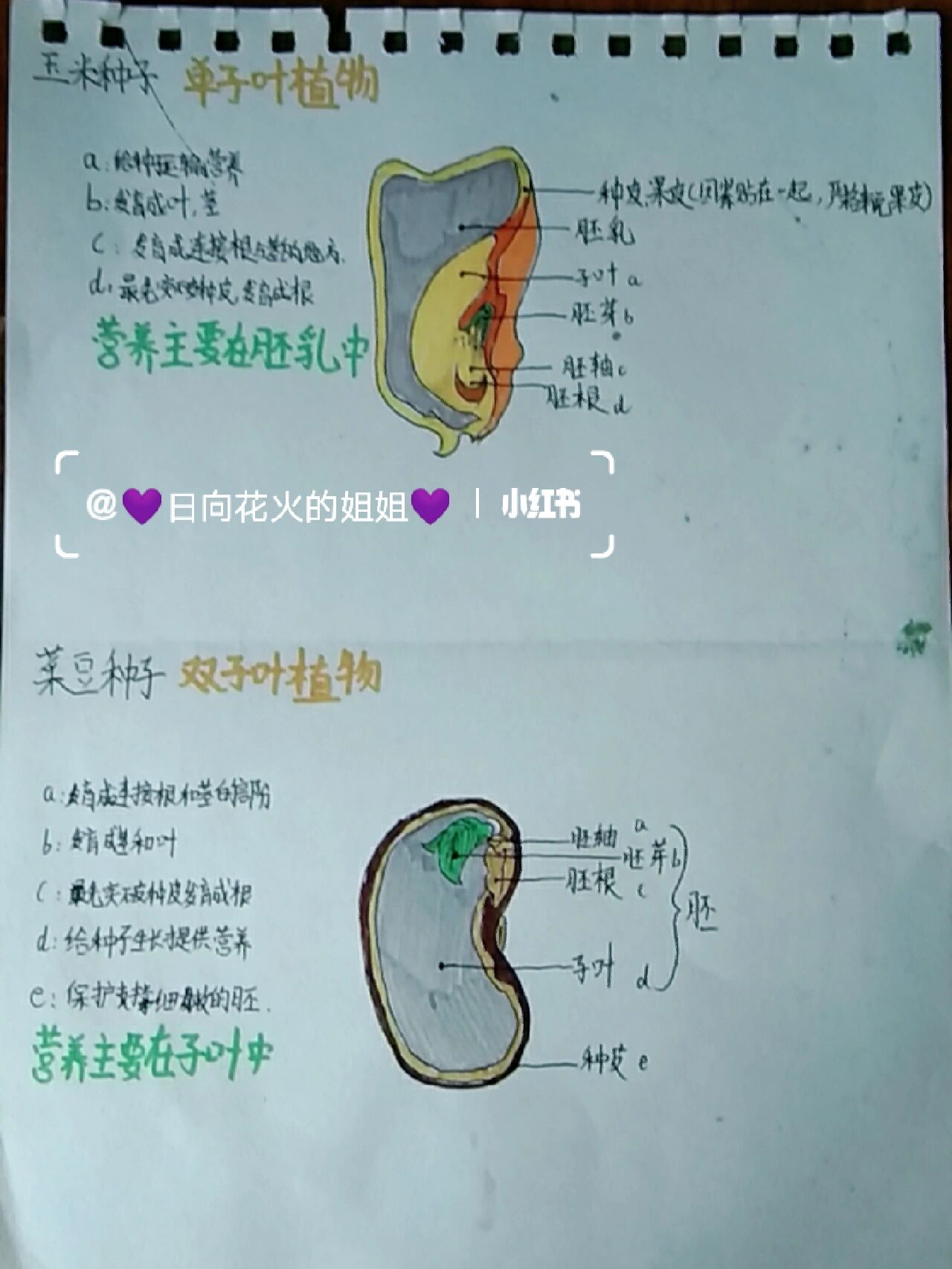 菜豆种子和玉米种子的结构图