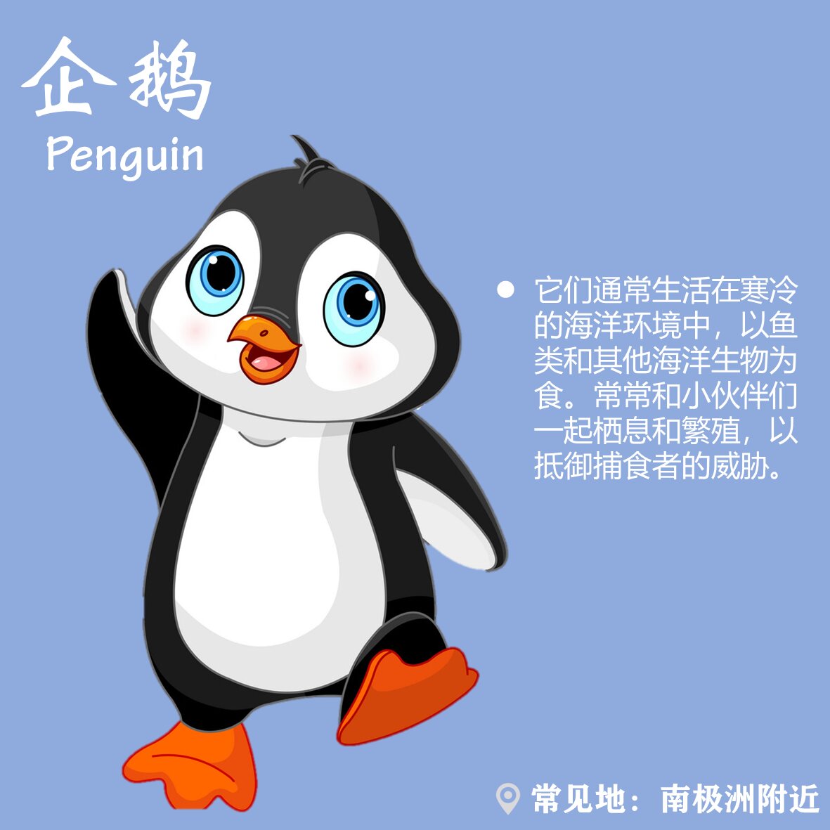 【卡通科普】极地动物篇95 快来认识下极地的小动物们吧