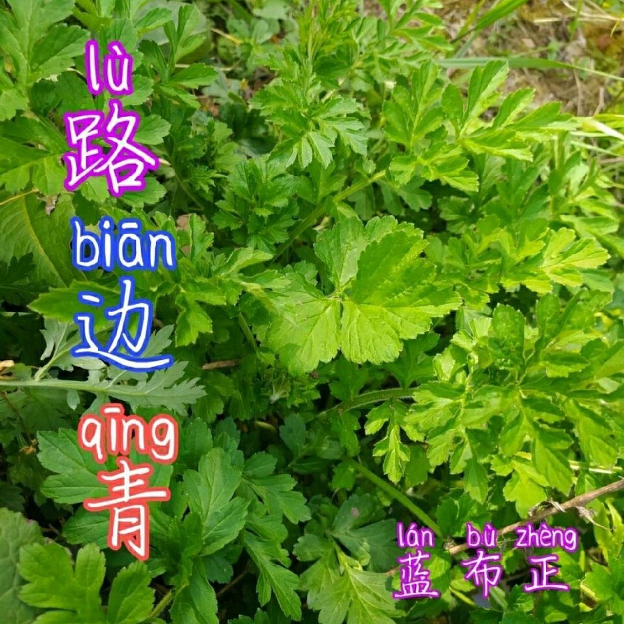 蓝布正的功效与作用 97益气健脾,补血养阴,润肺化痰 蓝布正为蔷薇科