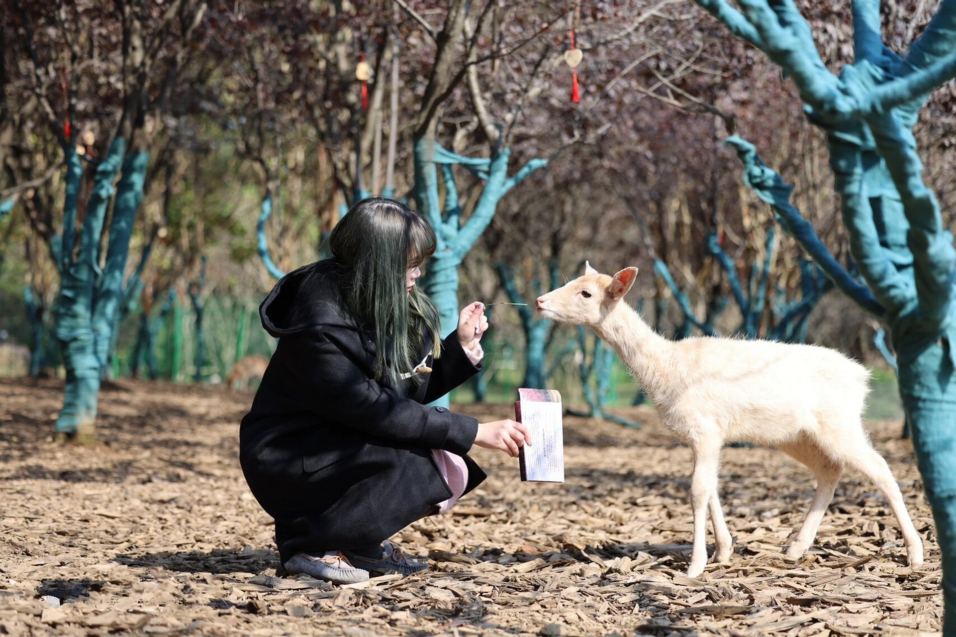 南京明孝陵场长生鹿苑|给小鹿喂食啦04 99:南京市玄武区梅花谷路