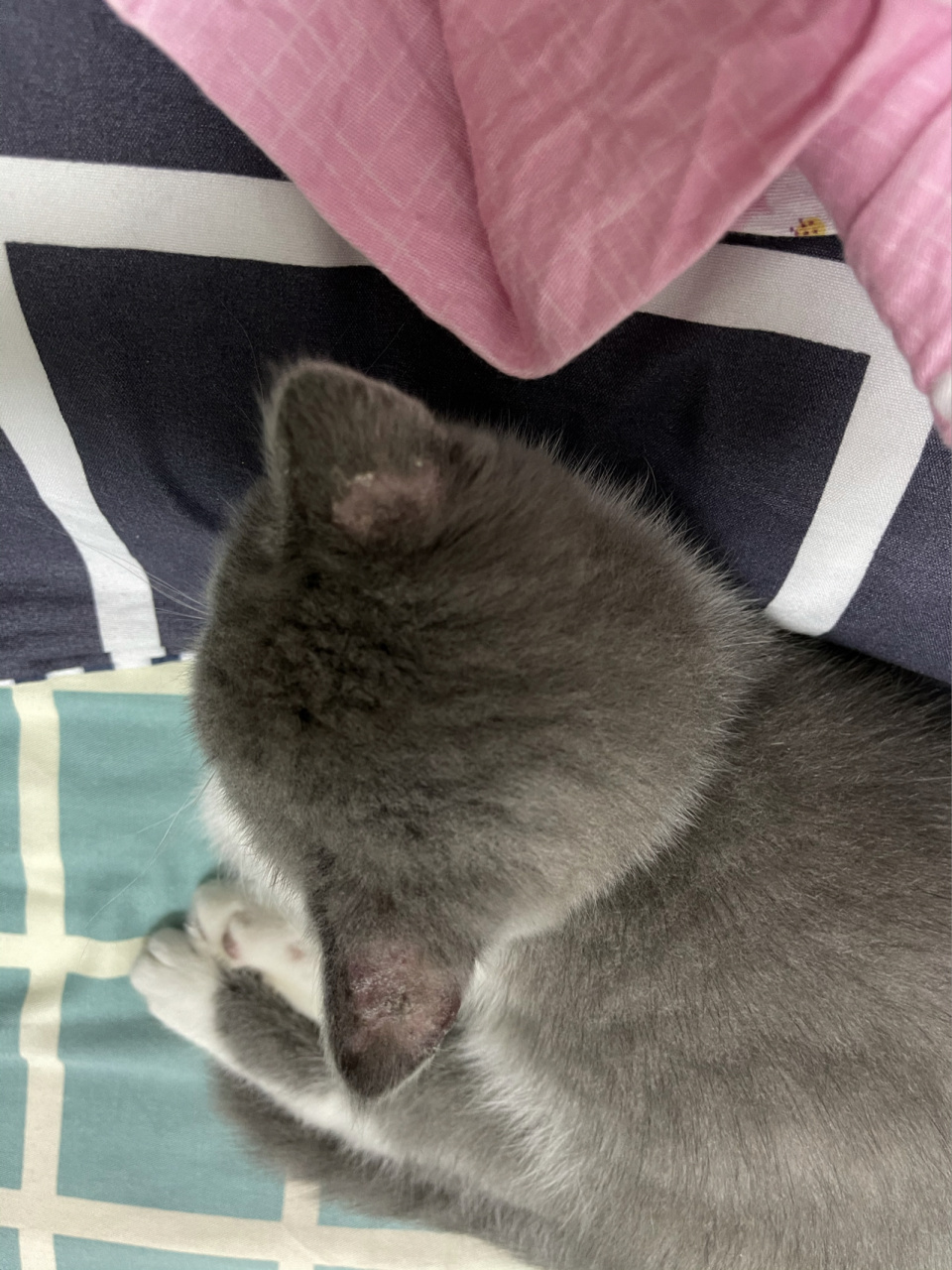 猫耳朵上掉皮 掉毛怎么办 小猫咪买回来十天了   两个耳朵后面  大块