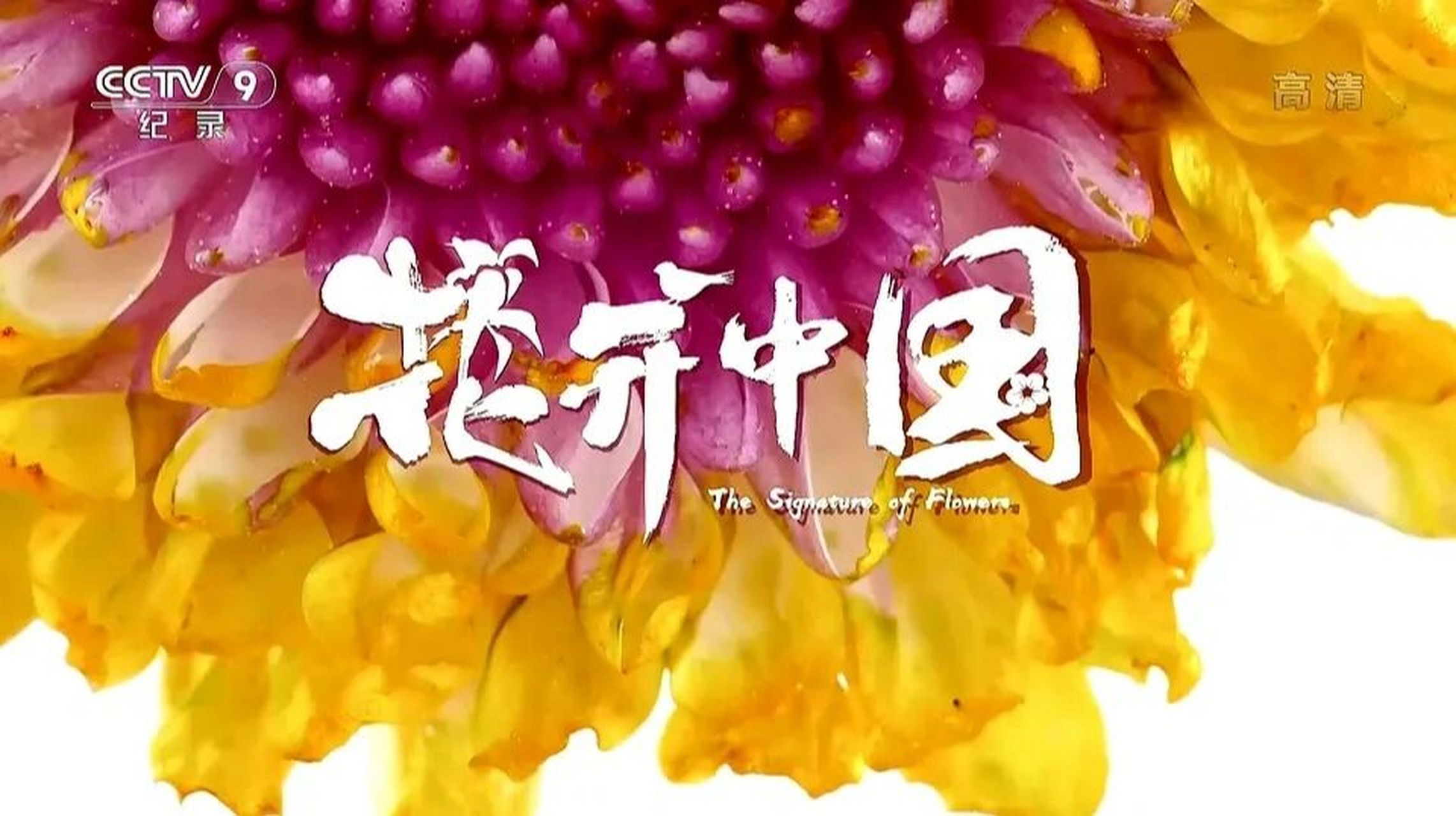 纪录片|《花开中国》看一眼,就无法转台 从山野到园林,从中国到世界