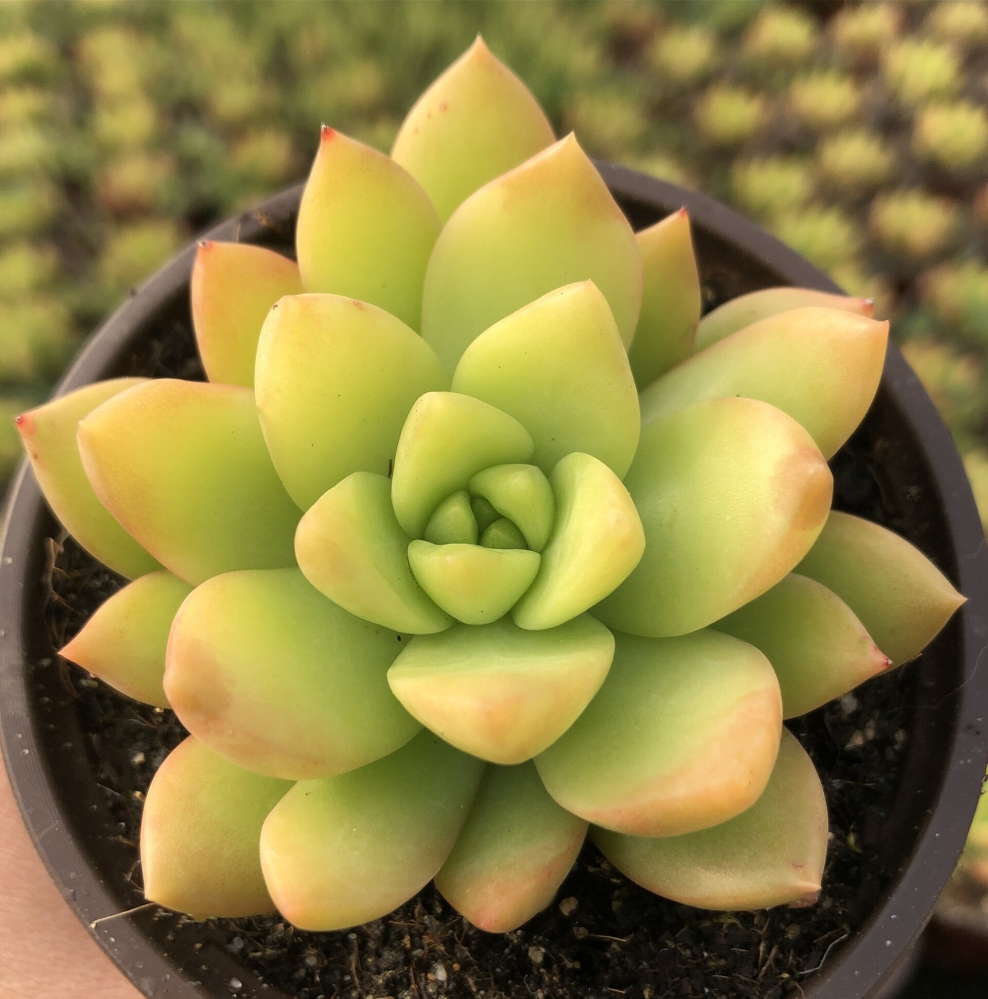 每天认识多一款肉肉9778|黄丽