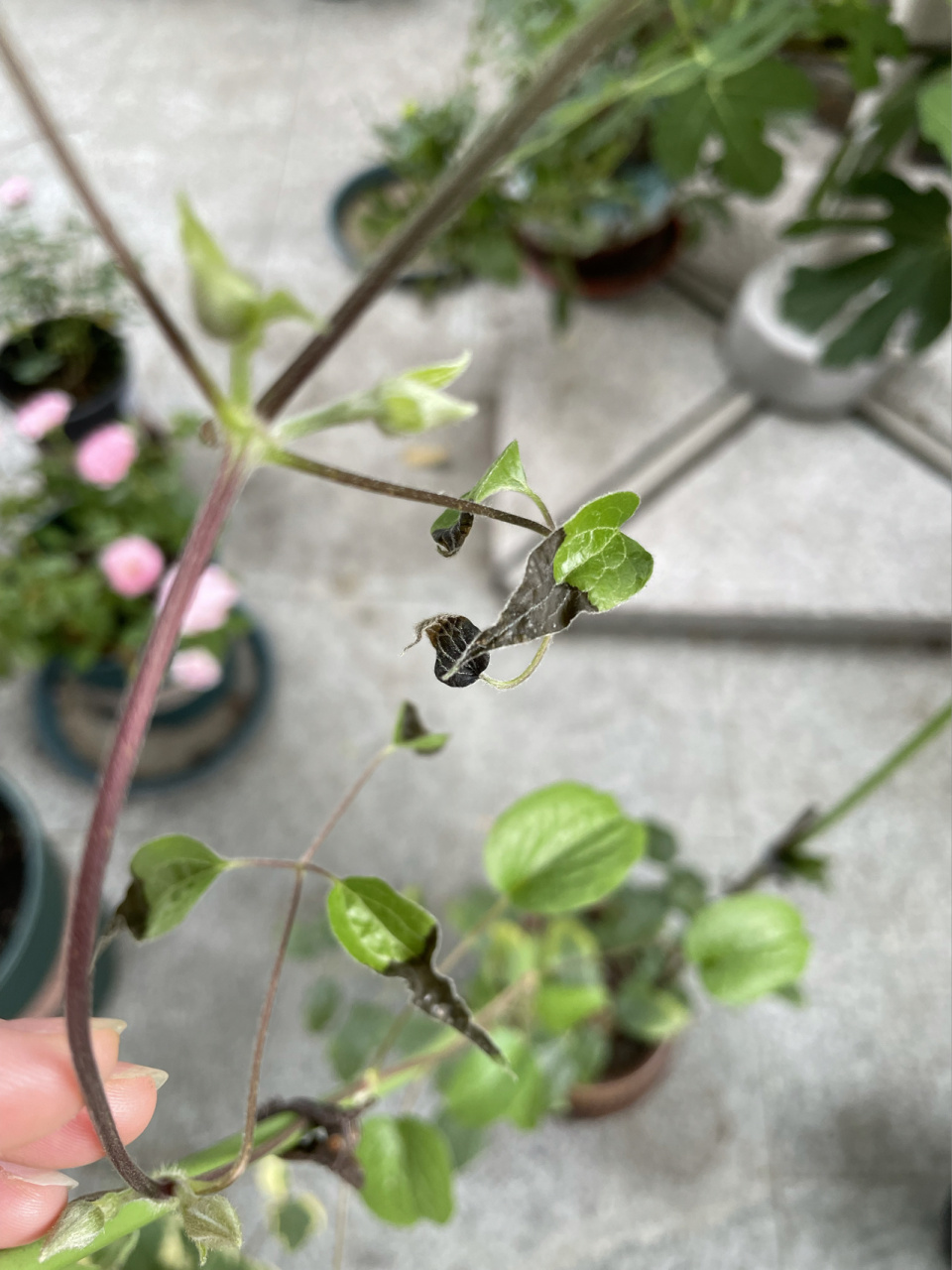 铁线莲叶片突然发黑 今天刚发现新长的叶片有一半都是黑的,这是什么