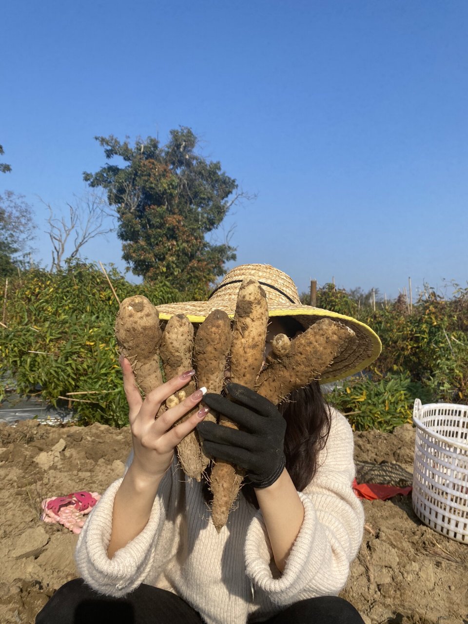 潮汕姜薯很多人没听过吧?