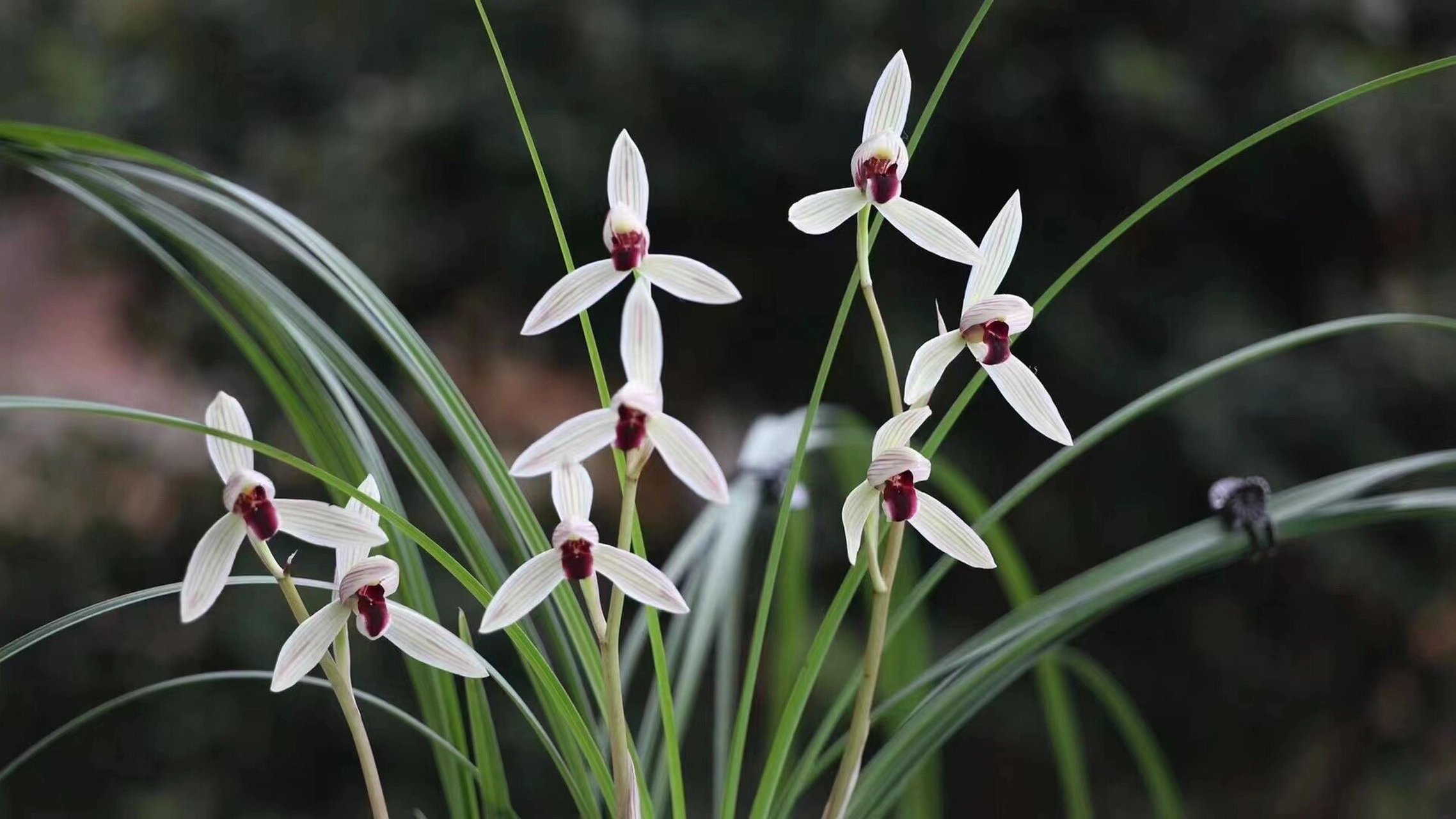 莲瓣兰～丹顶鹤 带花苞 莲瓣兰～丹顶鹤 带花苞 苗子品种保终生,售后