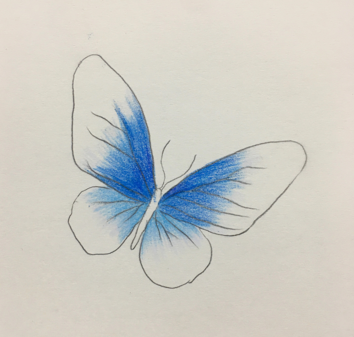 蝴蝶花简单画法图片