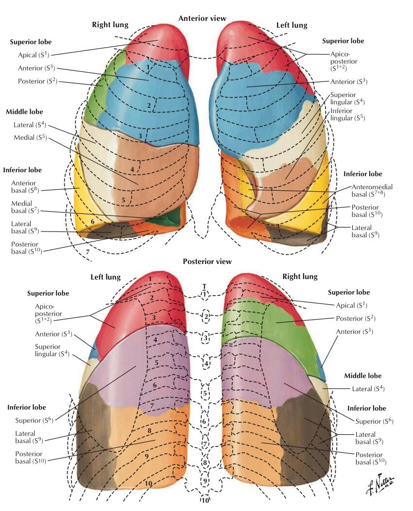 每天坚持学解剖