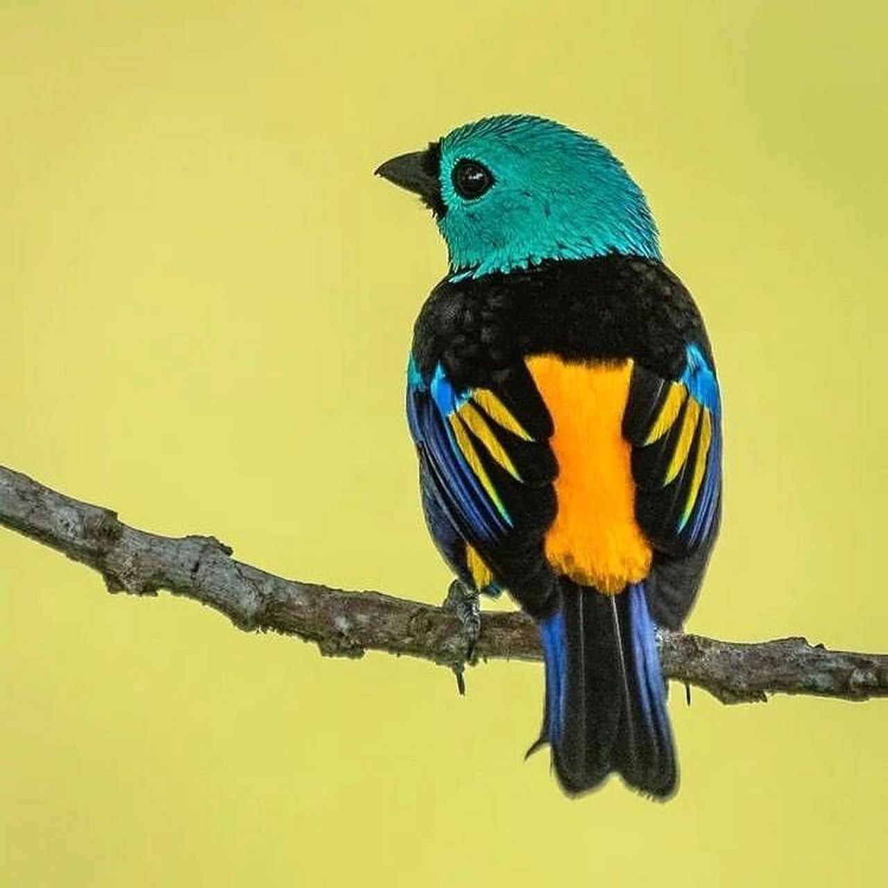 七彩唐加拉雀 #七彩唐加拉雀# #保护动物# #鸟类# #观鸟