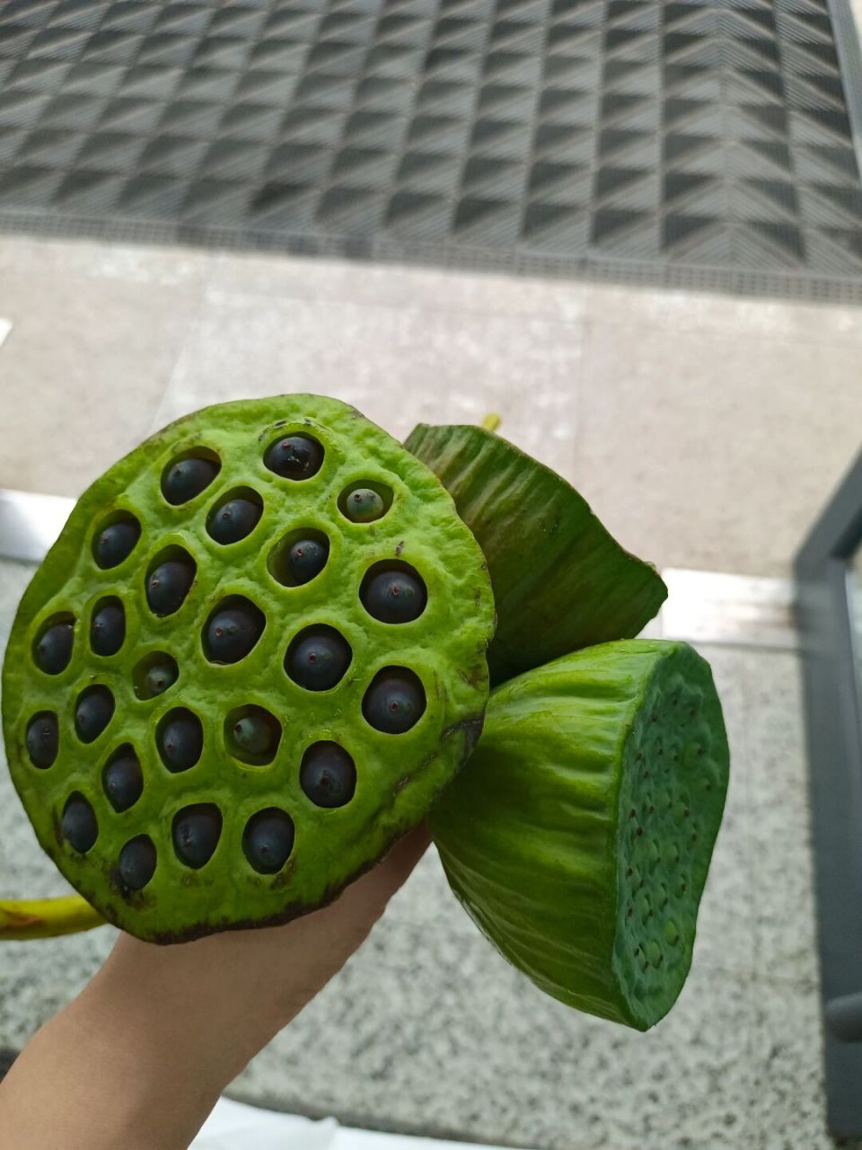 长春# #鹿角莲蓬# #牛角莲蓬