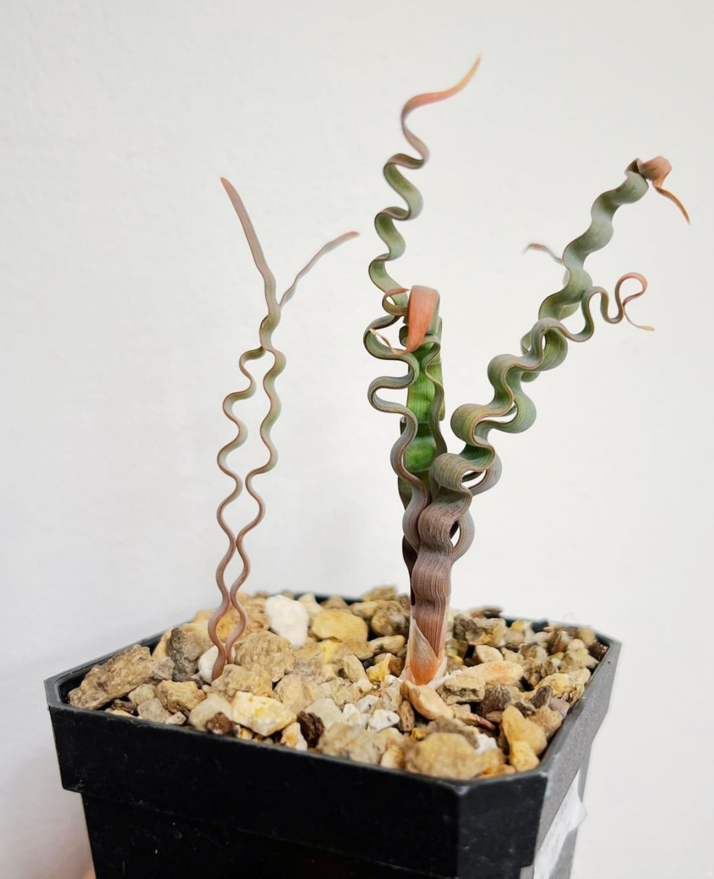 这个像弹簧一样的植物叫做海带弹簧草(trachyandra tortilis)原产于