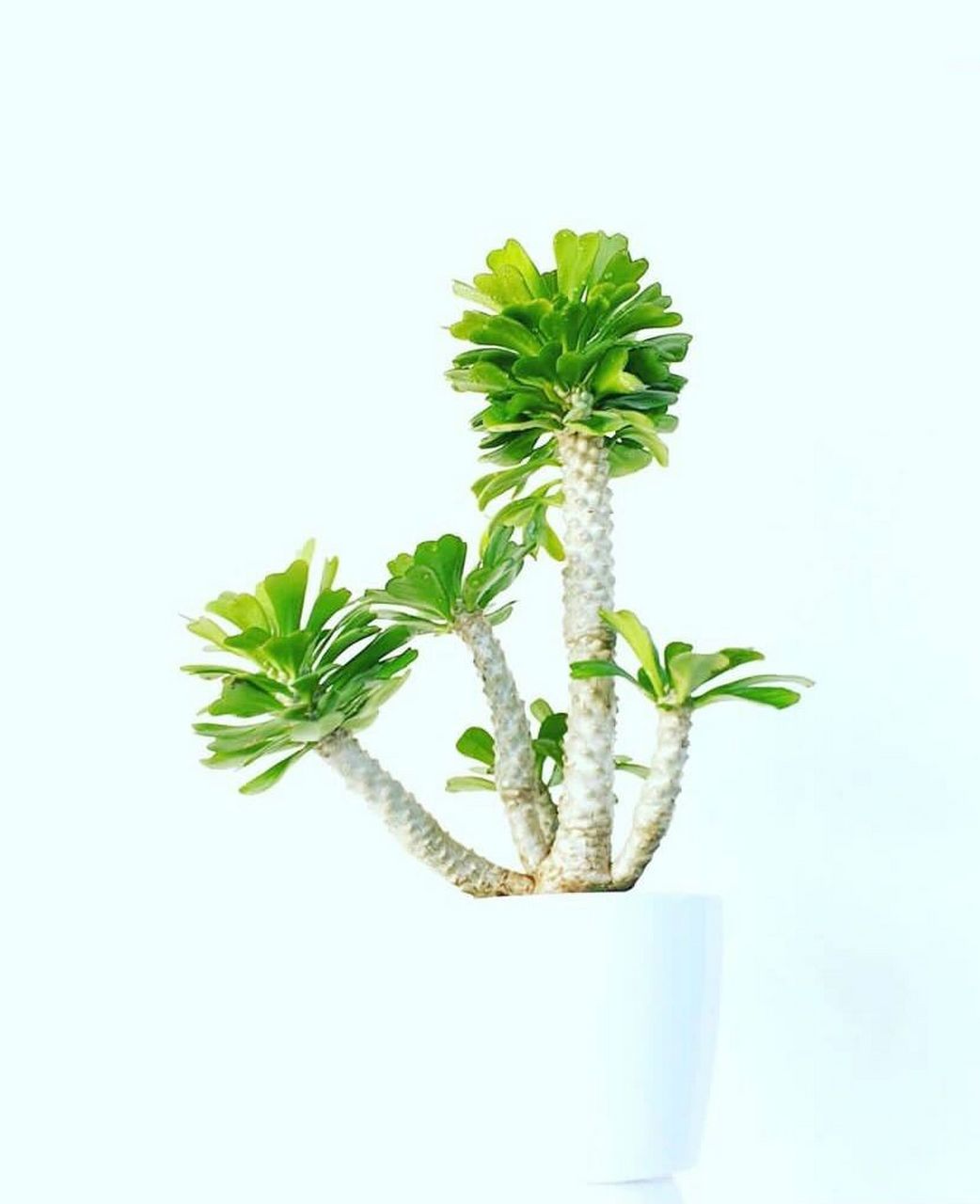 光照 l喜欢阳光照射,应该养在光线良好的位置,保持好阳光.