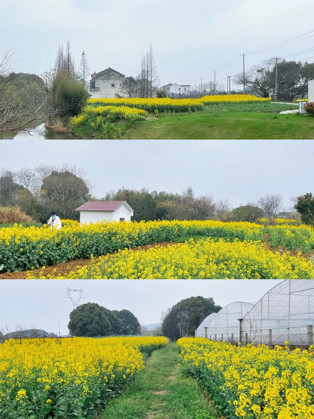 斗山五彩油菜花图片