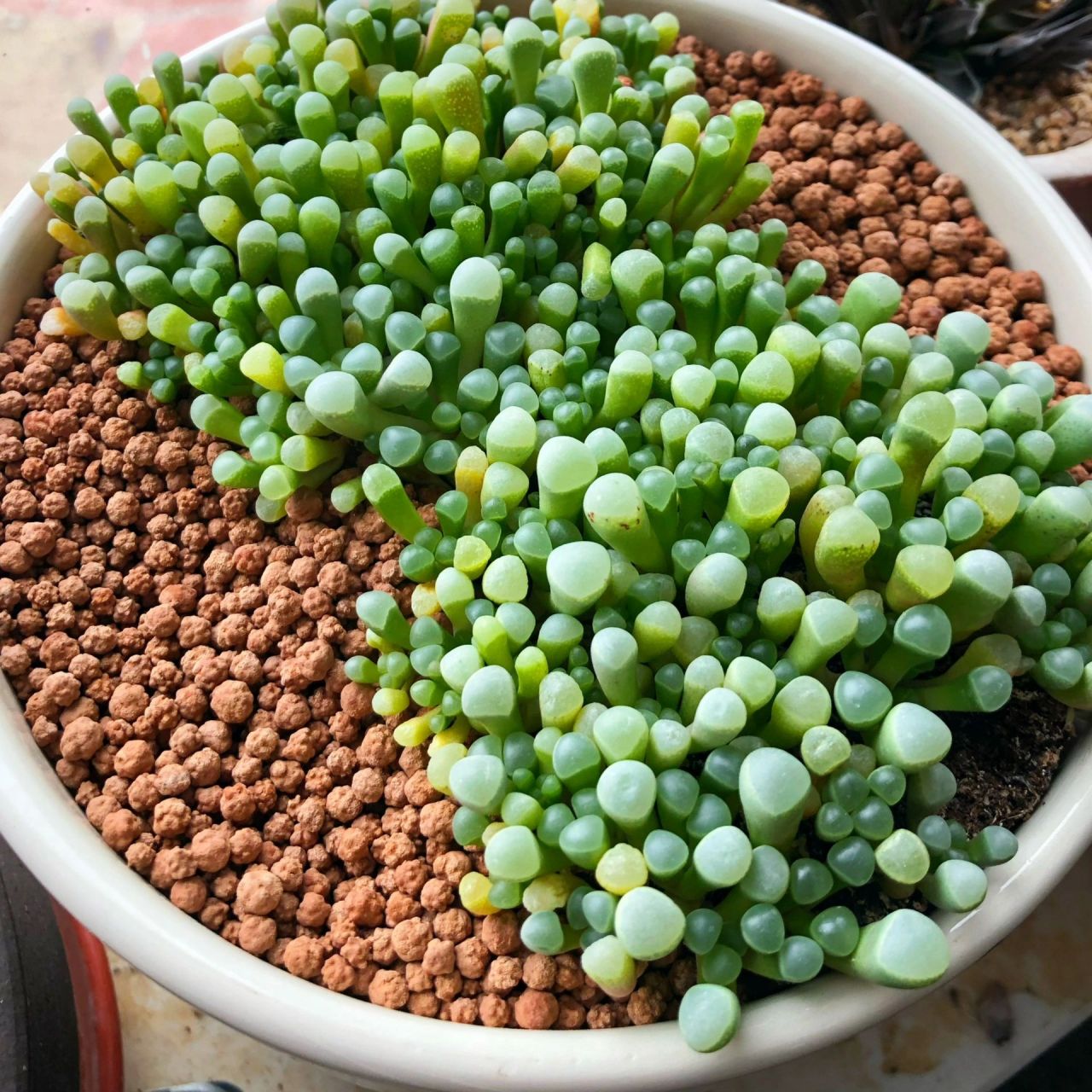 我认为最难养的多肉,向右滑 五十铃玉 越喜欢的多肉越养不好,很久了.