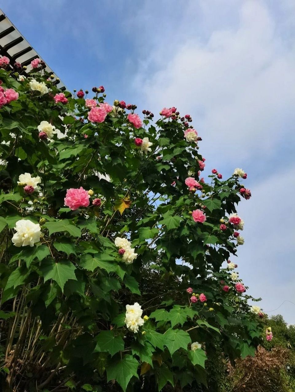 一棵超美的双色重瓣木芙蓉 木芙蓉又叫芙蓉花 是落叶花灌木 花期为8