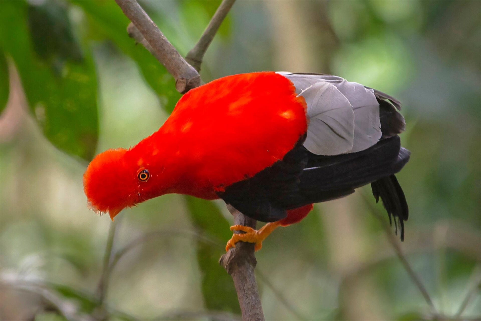 亚马逊雨林中有一种头顶一把红色毛茸茸小扇子的中型雀鸟类,动冠伞鸟