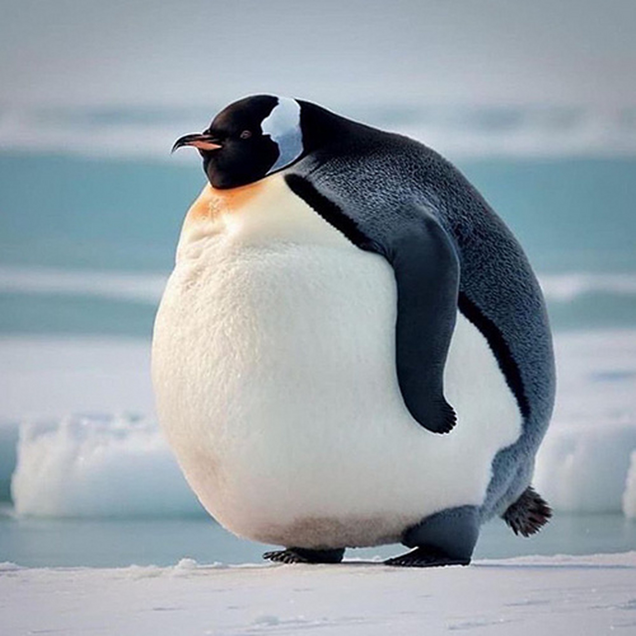 可爱动物# #每日图片分享#   (via.ins.nature.geography)