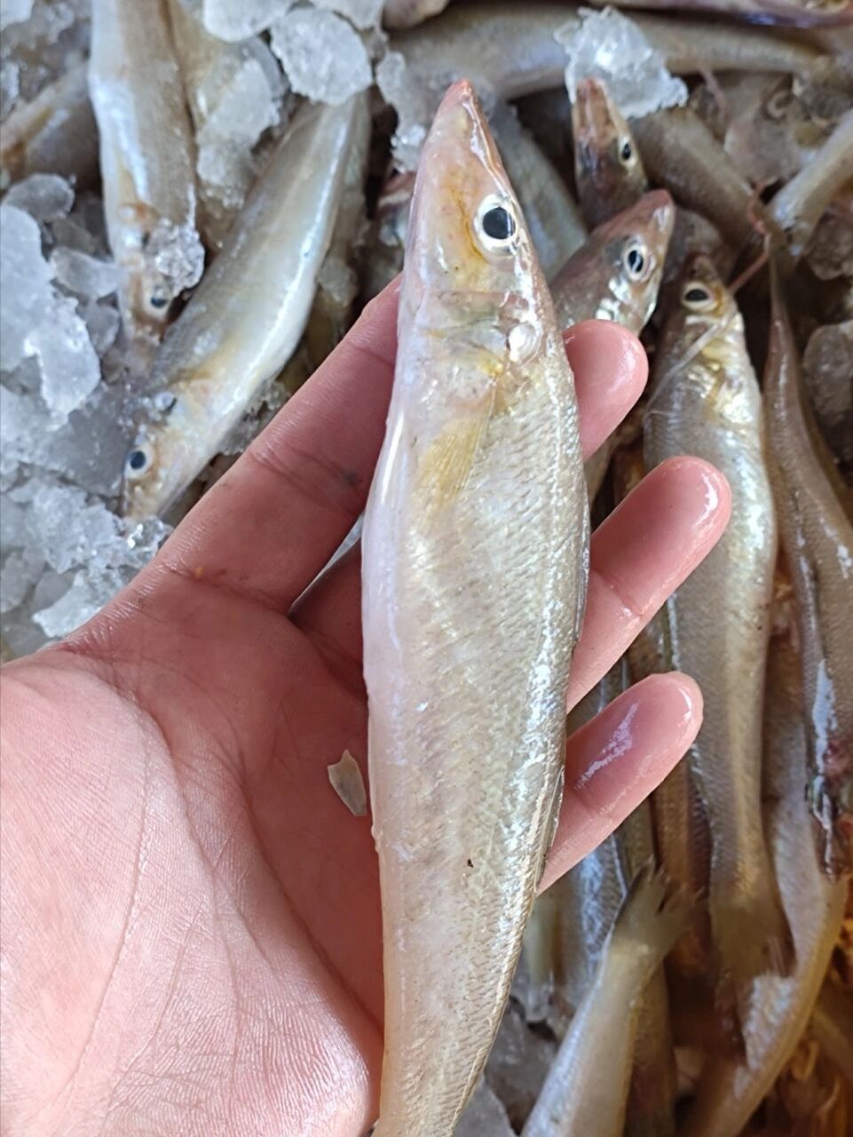 对环境要求极高的鱼儿95别看沙锥鱼个头小,它的