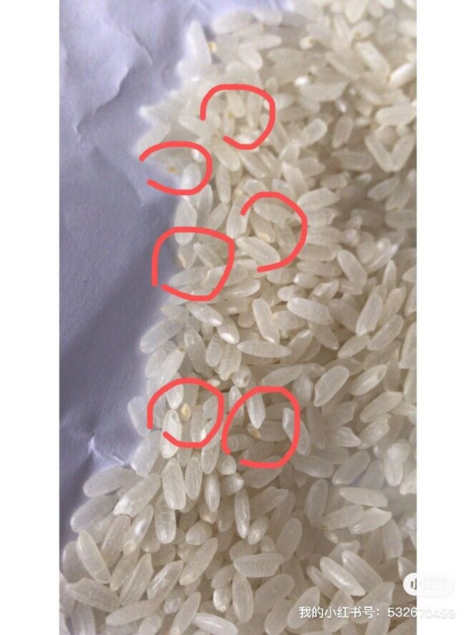 这大米上的黄点是正常的吗?是黄曲霉素吗?