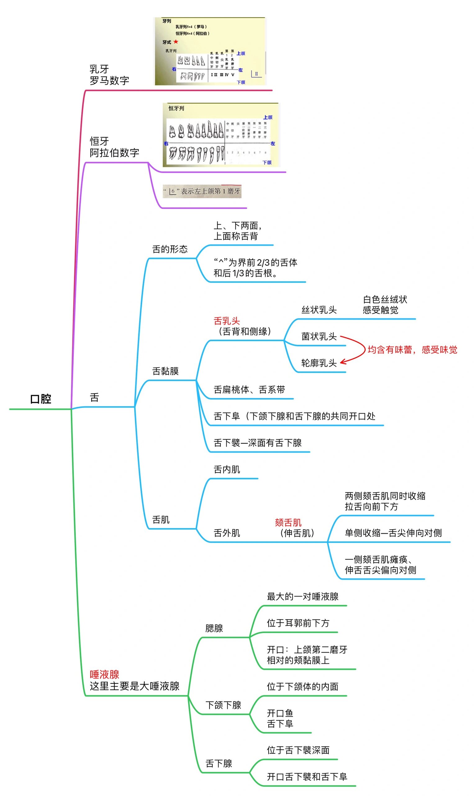 消化腺思维导图高清图片