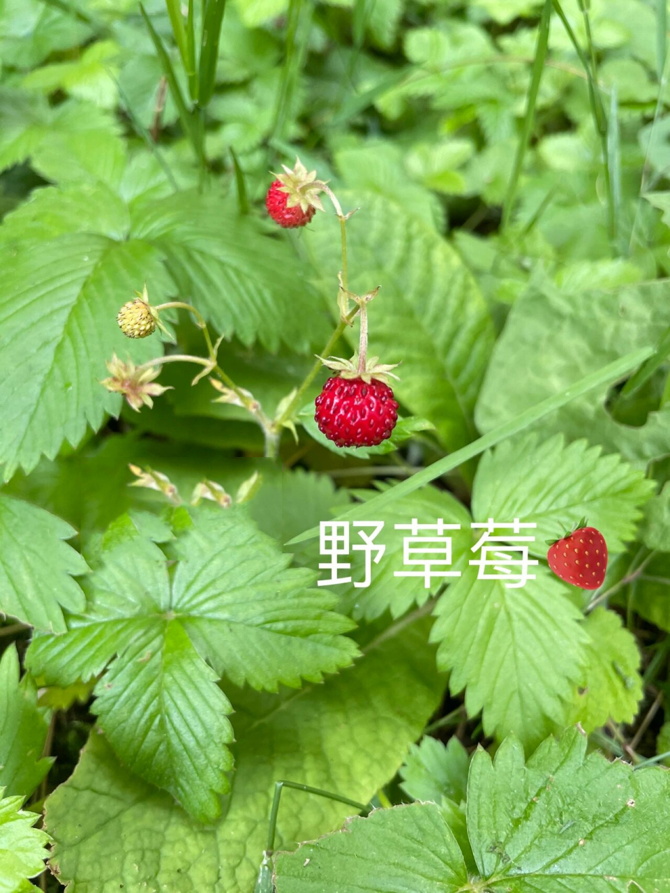 蛇莓和野草莓的区别(高清图文详解)91 之前我po野草莓那篇文时,有人